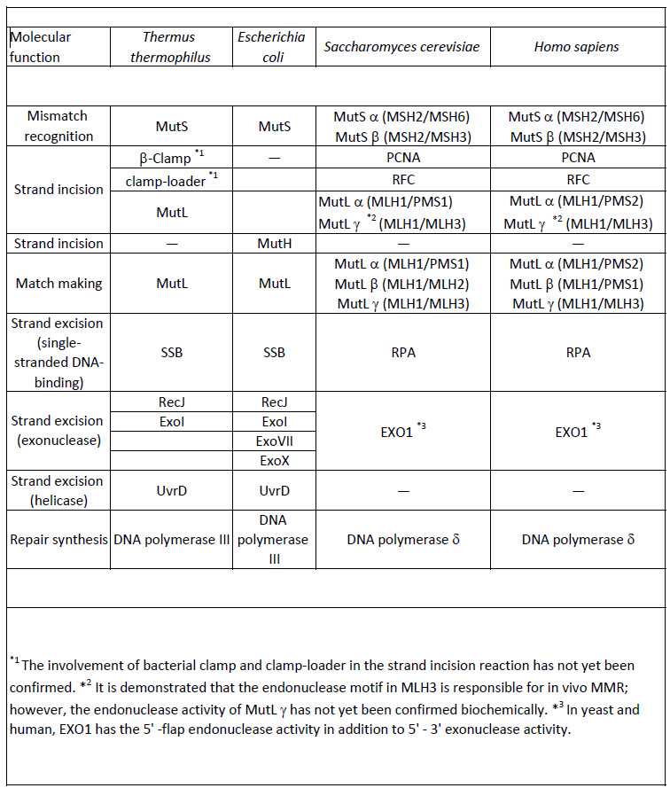 12.3 dna replication answer key