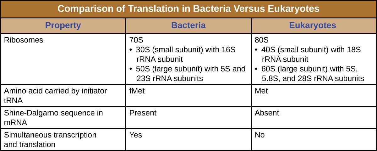 13.2 ribosomes and protein synthesis answers