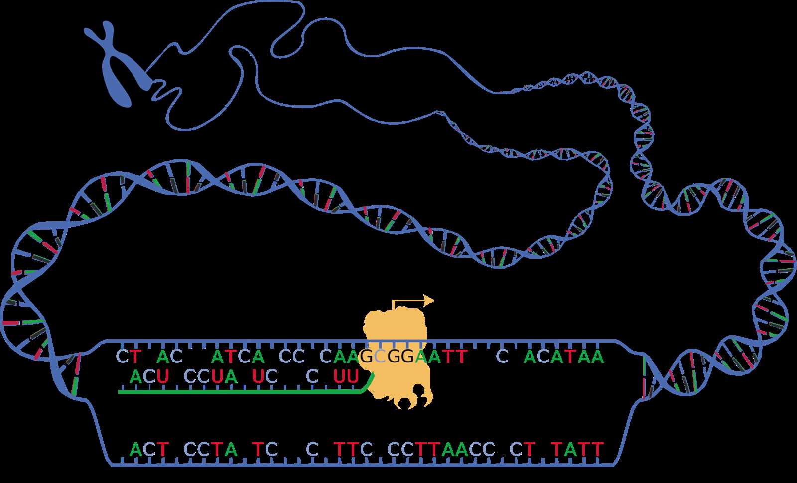 13.2 ribosomes and protein synthesis answers