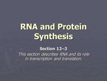 13.2 ribosomes and protein synthesis answers