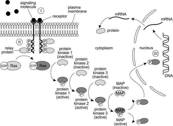 2009 ap biology free response answers