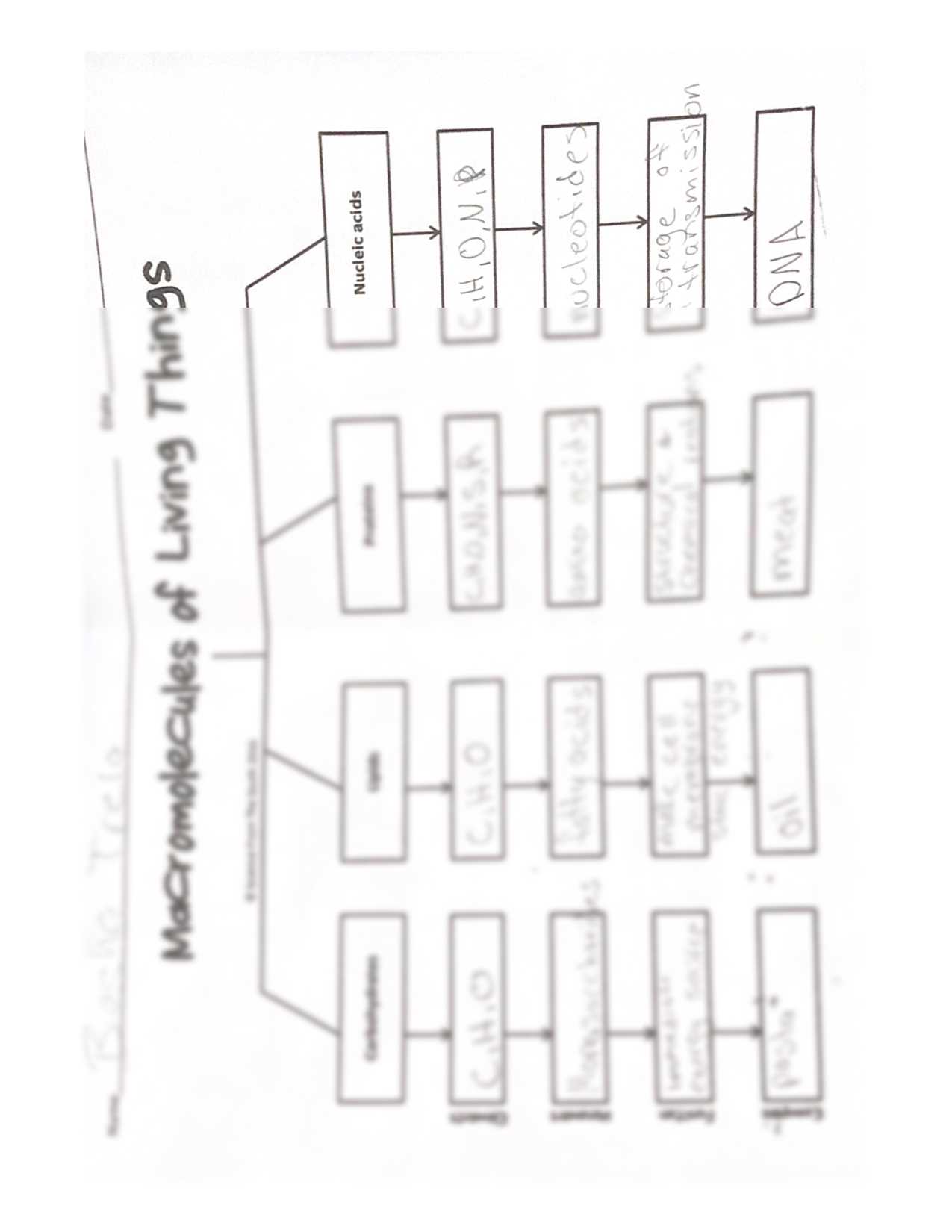 molecules of life worksheet answers