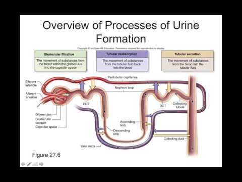 a&p 2 exam 4