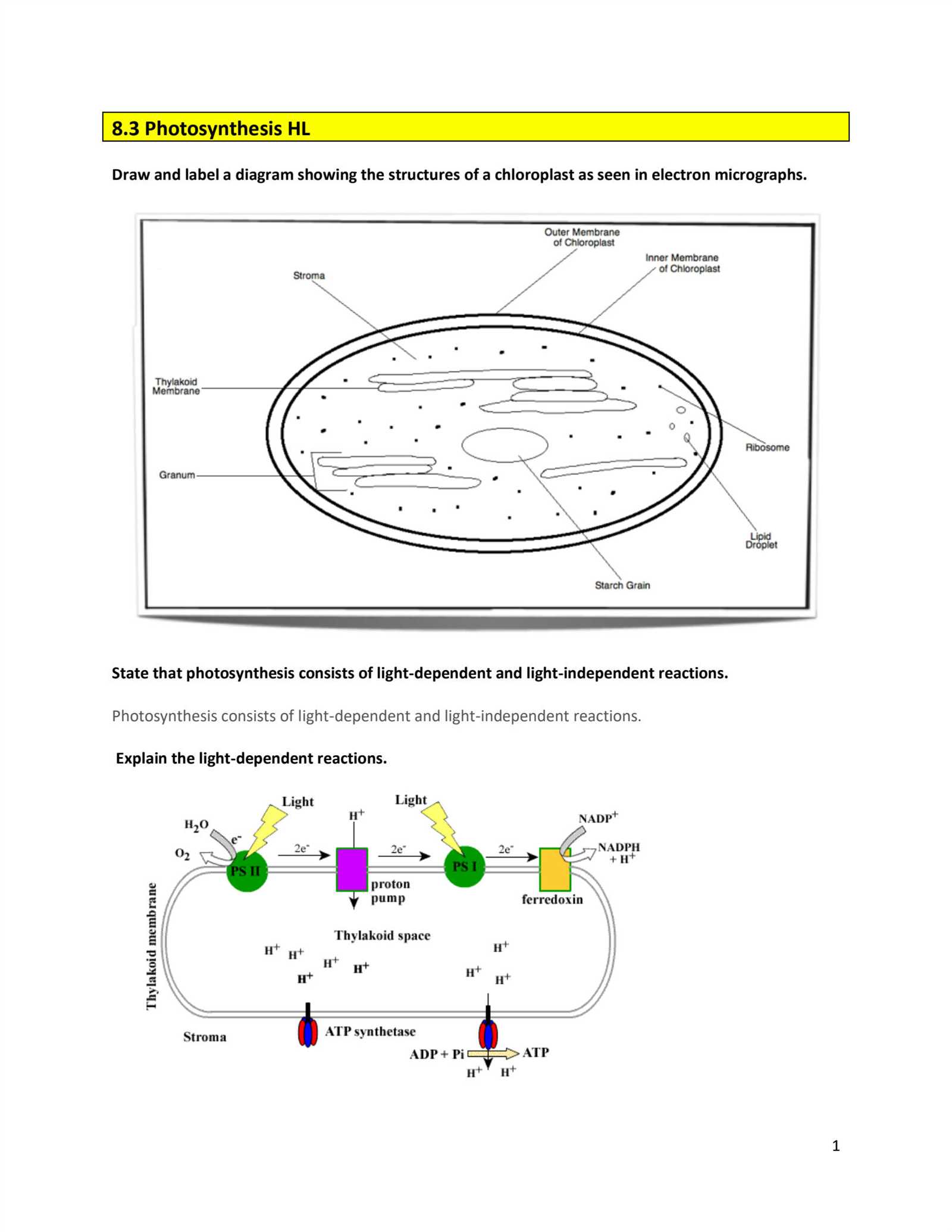 8.3 the process of photosynthesis worksheet answers