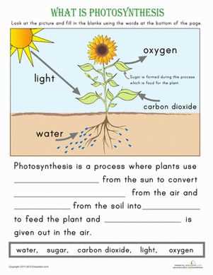 8.3 the process of photosynthesis worksheet answers