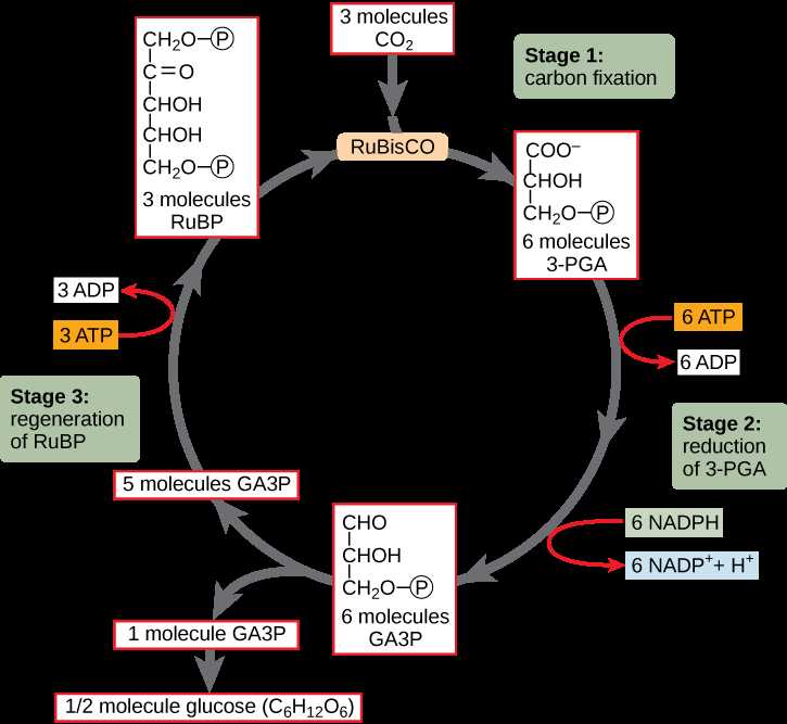 8.3 the process of photosynthesis worksheet answers