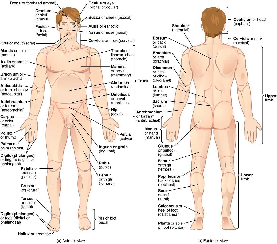 an introduction to anatomy and physiology chapter 1 answers