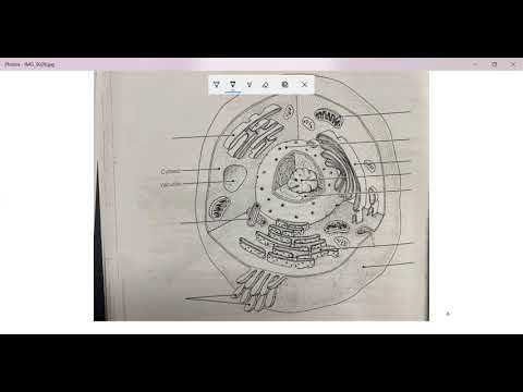 anatomy and physiology chapter 3 cells and tissues answer key