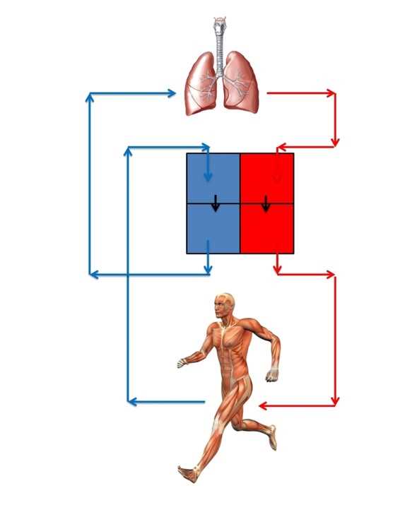 anatomy and physiology exam 2 practice