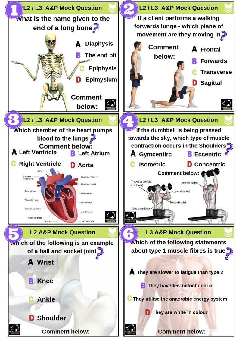 anatomy and physiology exam 3 answers