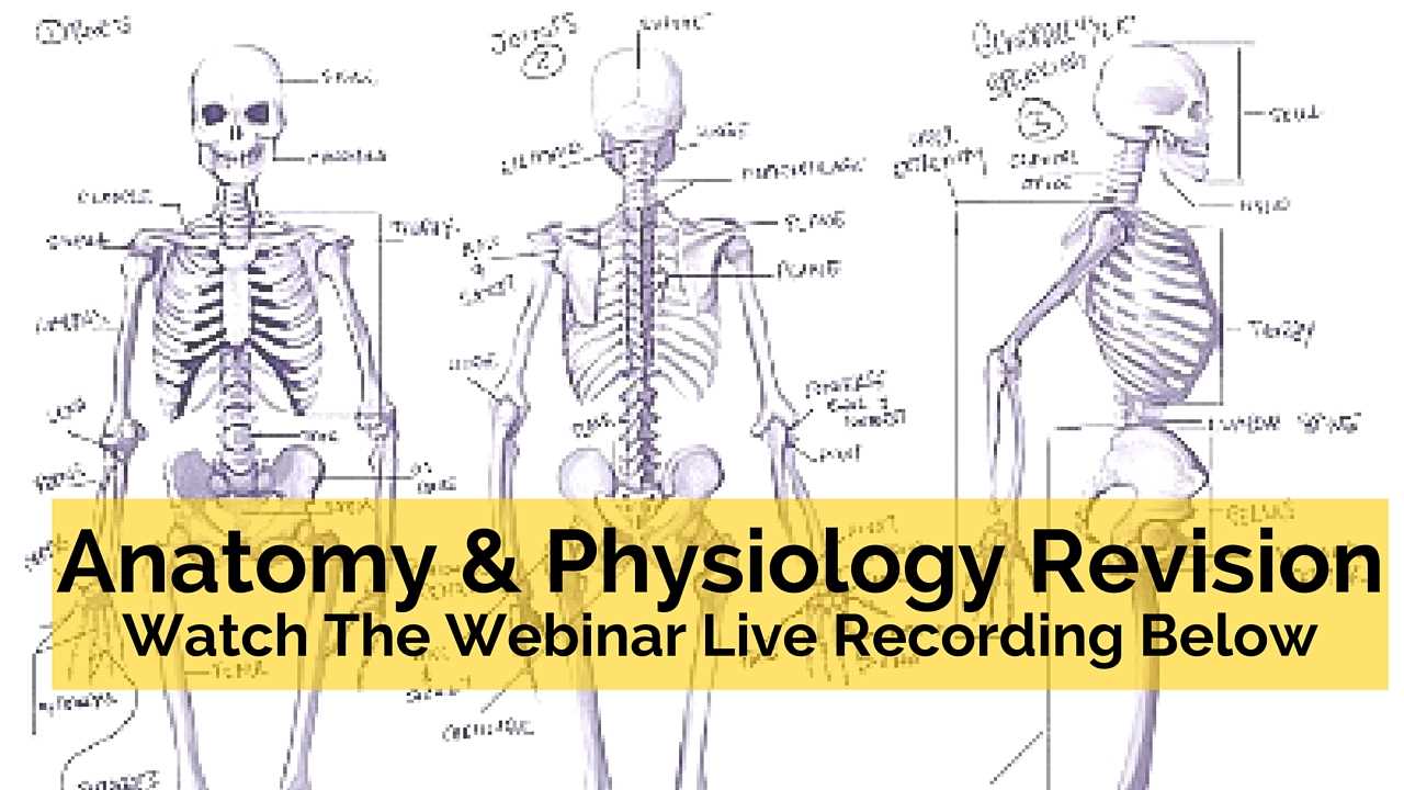 anatomy and physiology exam questions and answers