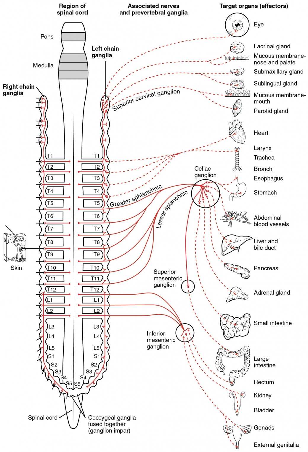 anatomy and physiology nervous system test answers