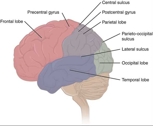 anatomy and physiology nervous system test answers