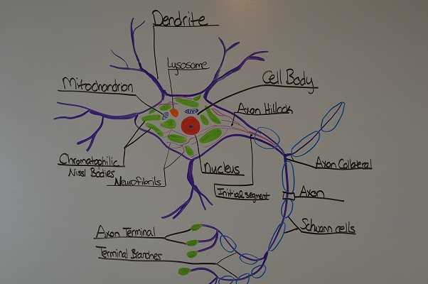 anatomy and physiology nervous system test answers