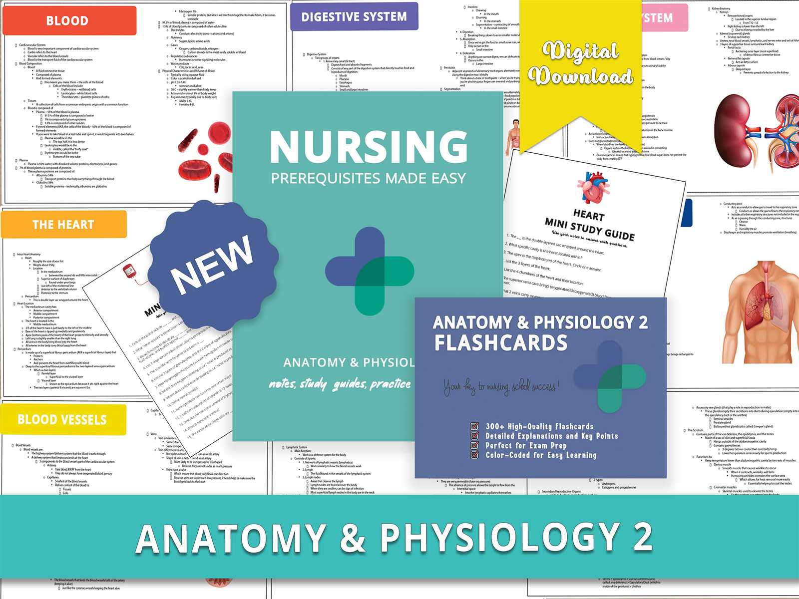 anatomy and physiology practice exams with answers