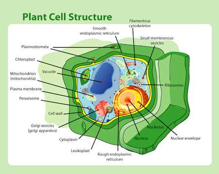 cell structure and function chapter 7 assessment answers