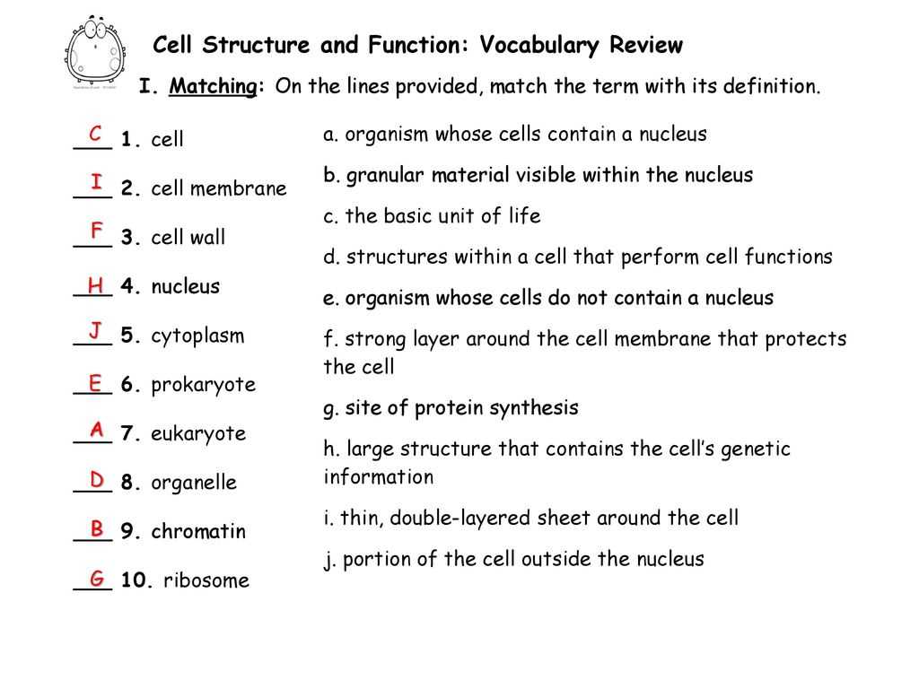 cell structure and function chapter 7 assessment answers