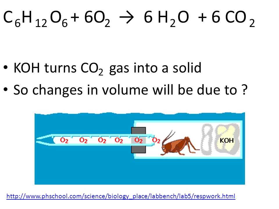 cellular respiration virtual lab answer key phschool