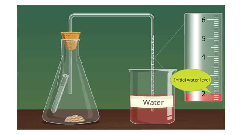 cellular respiration virtual lab answer key phschool