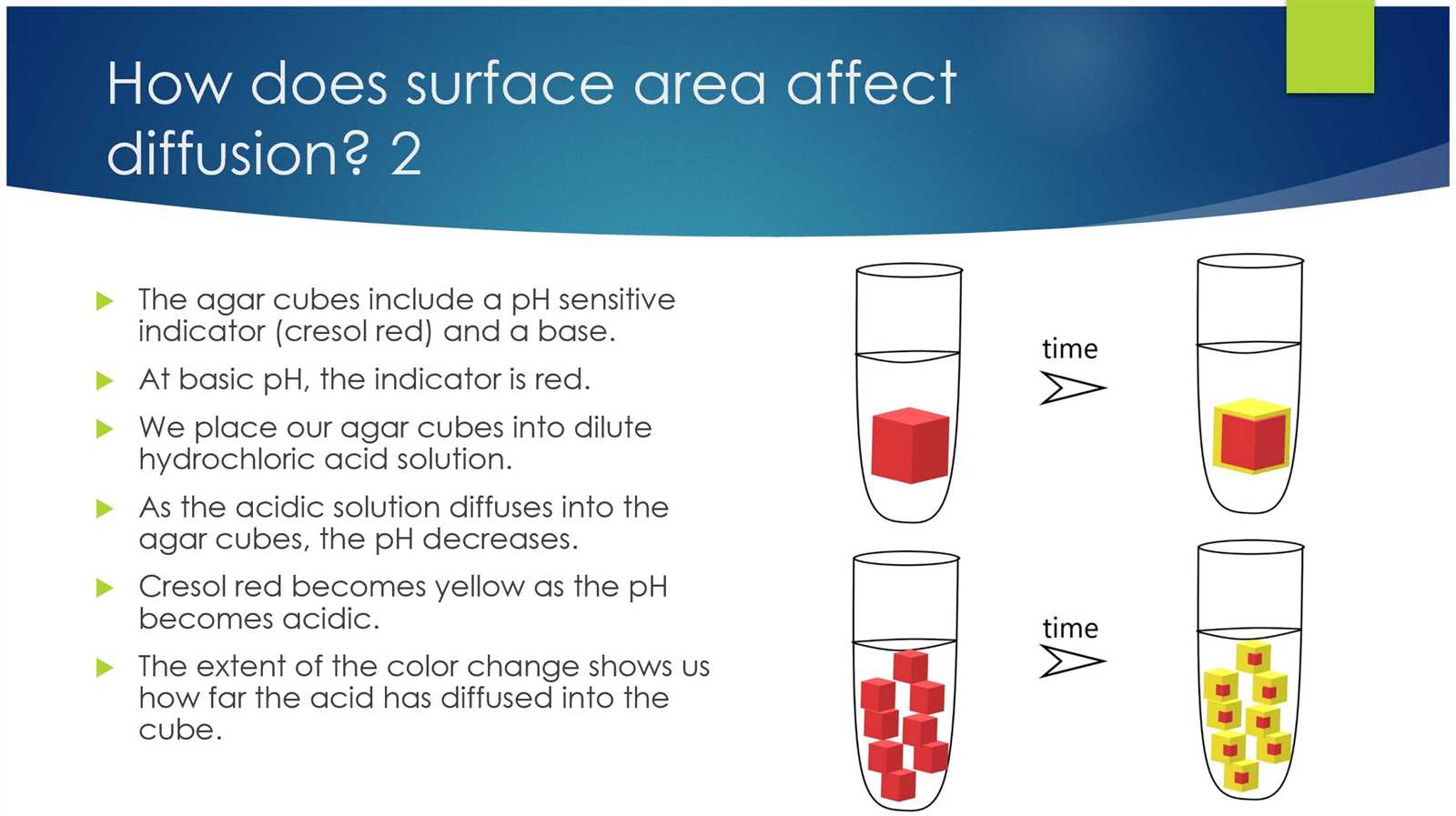 diffusion in agar cubes answer key