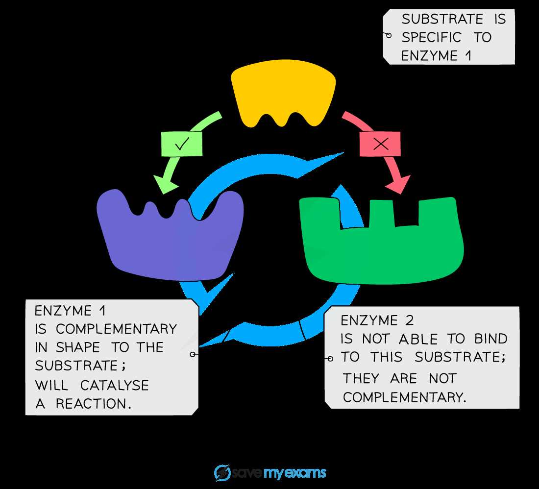 enzymes exam questions and answers