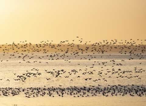 explore learning rainfall and bird beaks answer key