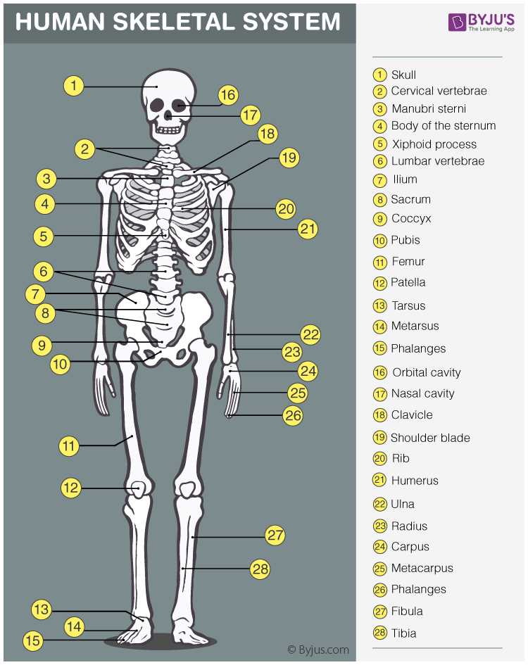 human body systems exam answer key