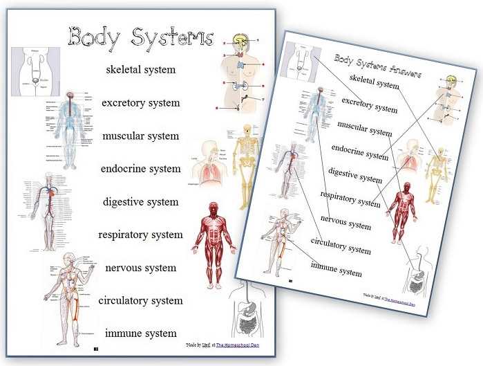 human body systems exam answer key