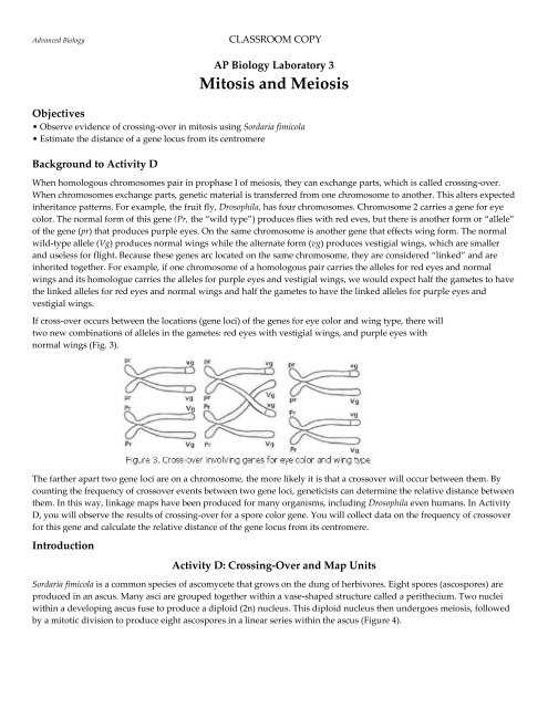 lab 3 mitosis and meiosis answers