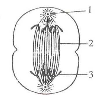 mitosis exam questions and answers