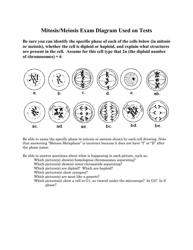 mitosis exam questions and answers