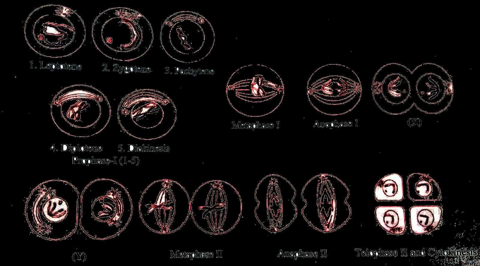 mitosis exam questions and answers