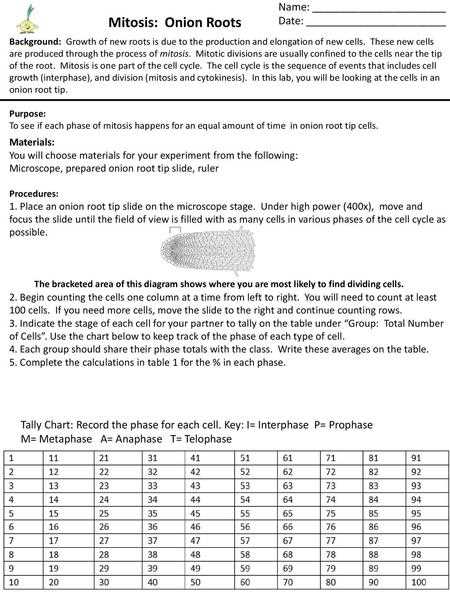 onion root tip mitosis lab worksheet answers