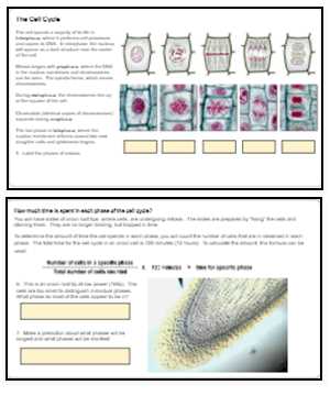 onion root tip mitosis lab worksheet answers