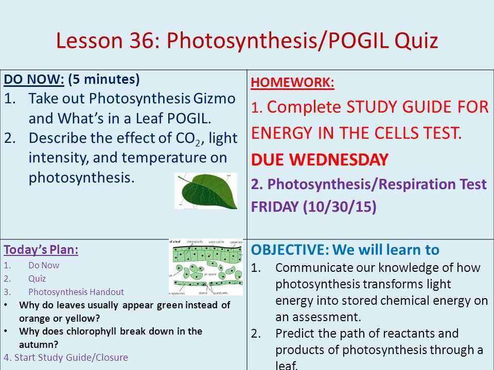 photosynthesis pogil answer key