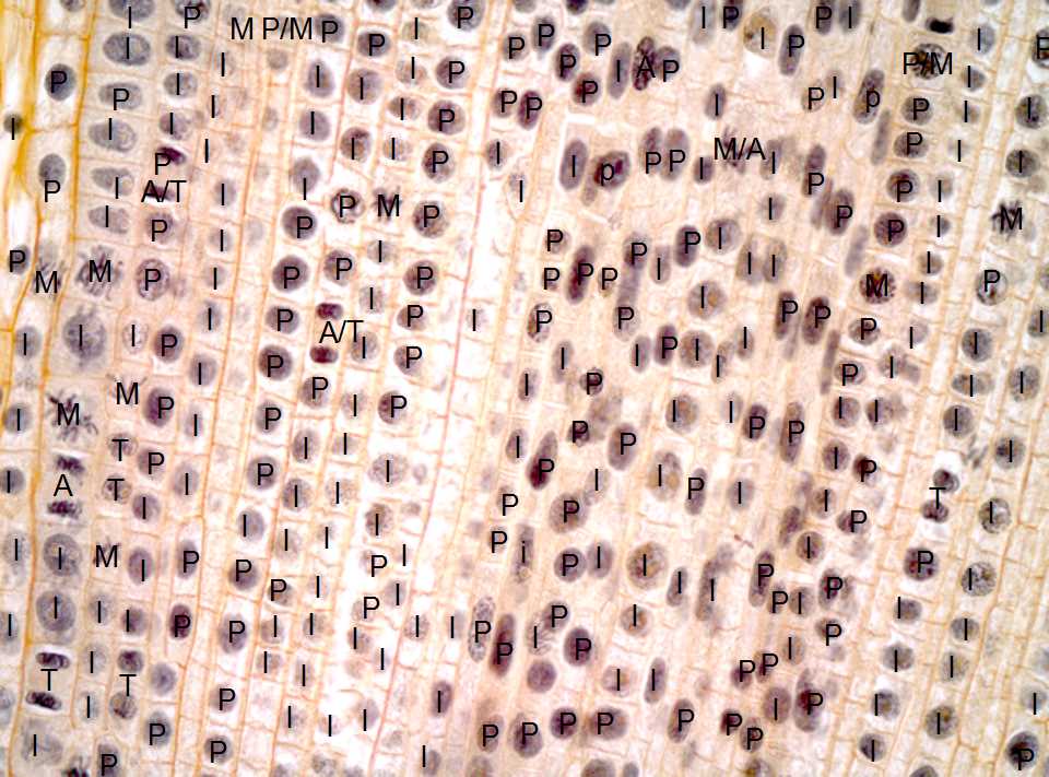 onion root tip mitosis lab worksheet answers