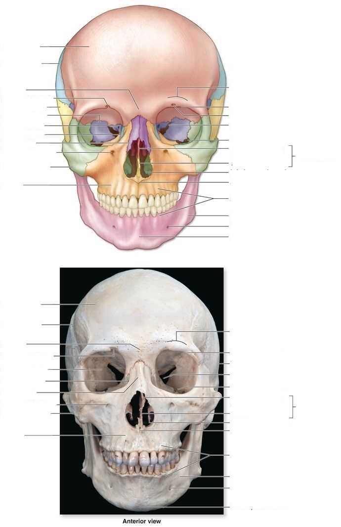 anatomy and physiology exam 2 practice