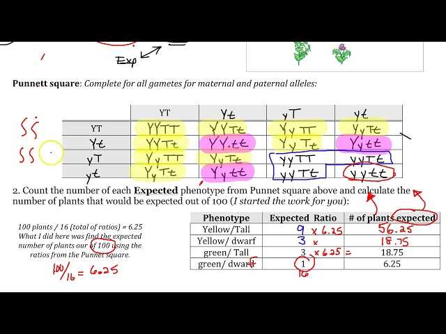 ap biology chi square practice problems answers