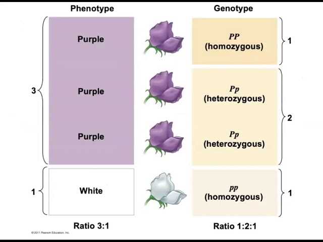 chapter 14 mendel and the gene idea reading guide answer