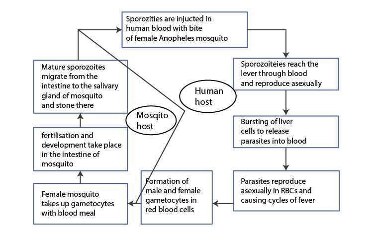 chapter 3 active reading guide carbon and the molecular diversity of life answers