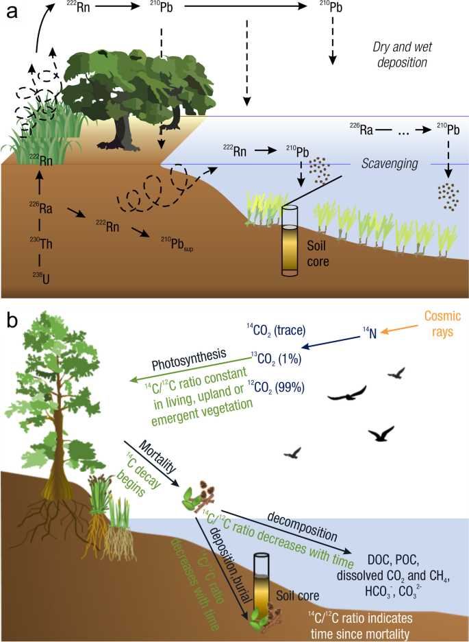 chapter 36 resource acquisition and transport in vascular plants reading guide answers