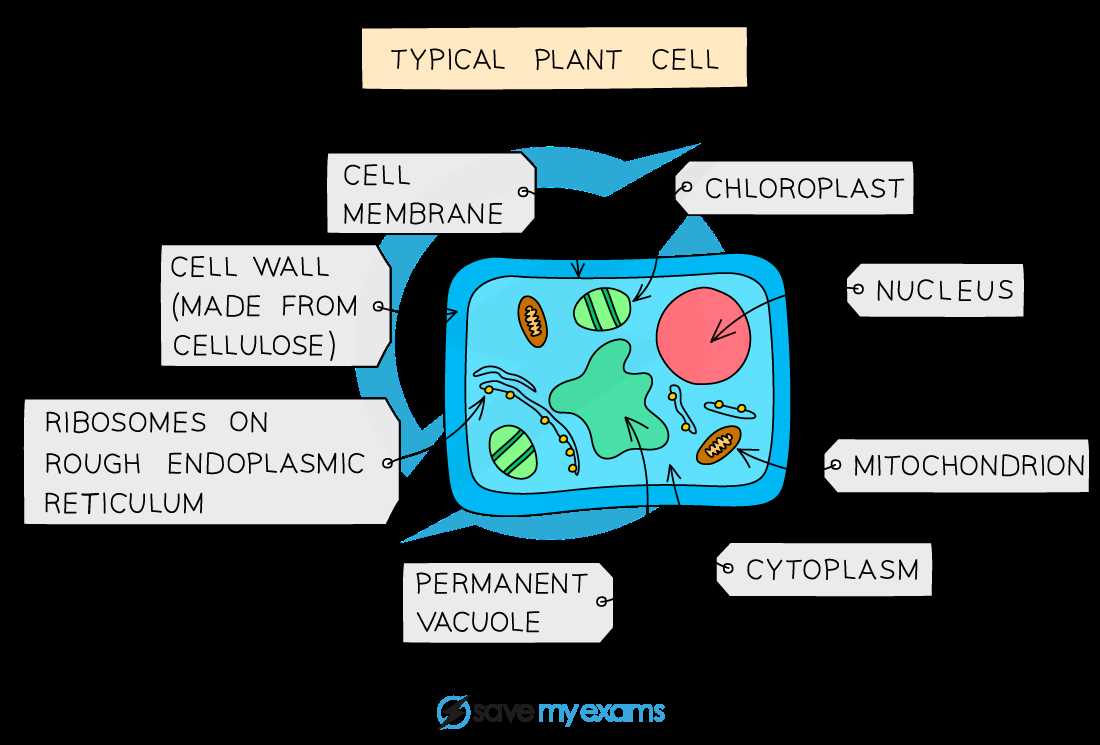 cell size worksheet answer key