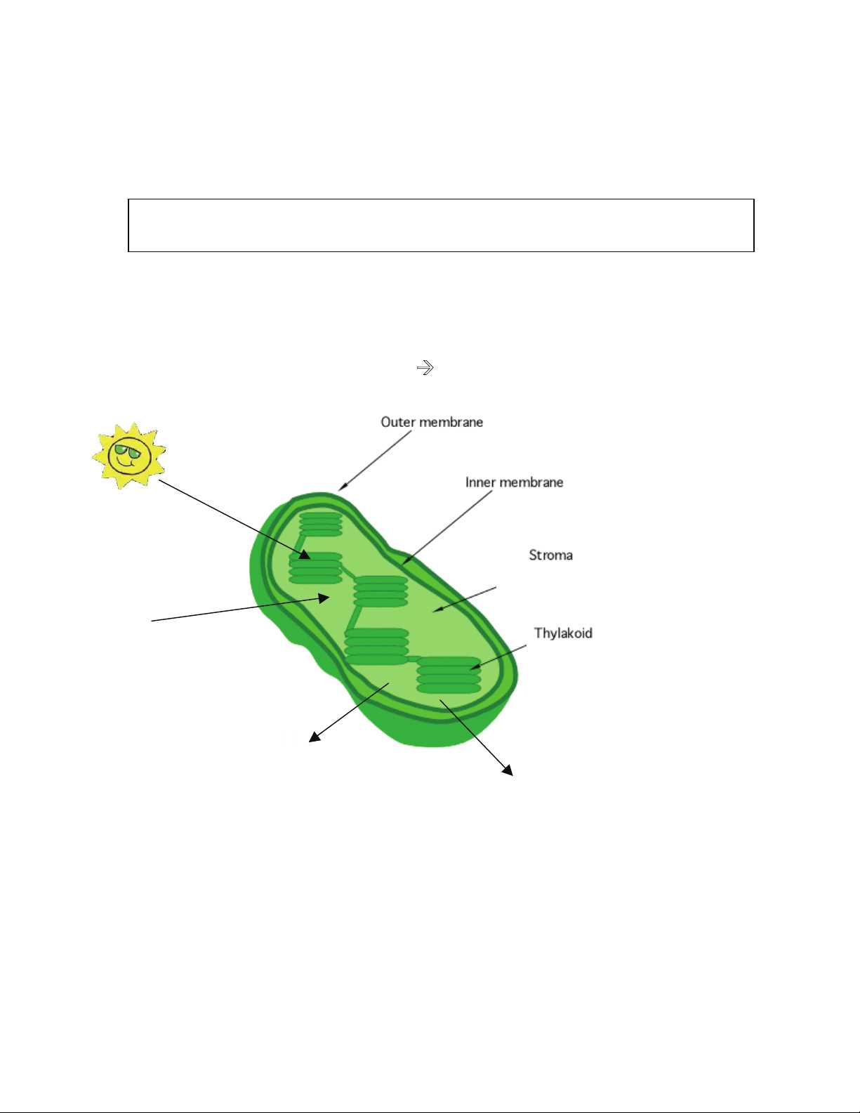 photosynthesis pogil answer key