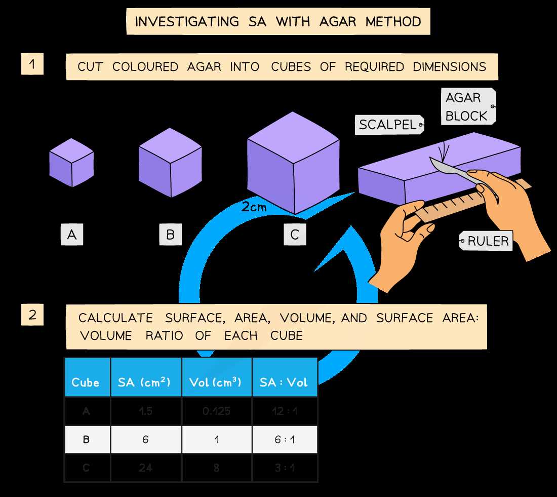 diffusion in agar cubes answer key