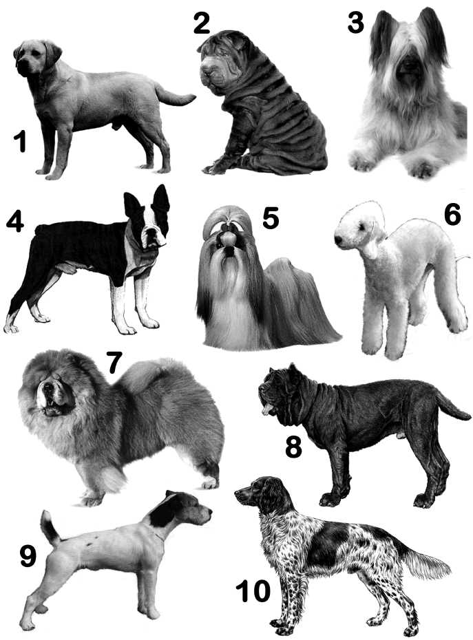 dog trivia questions and answers