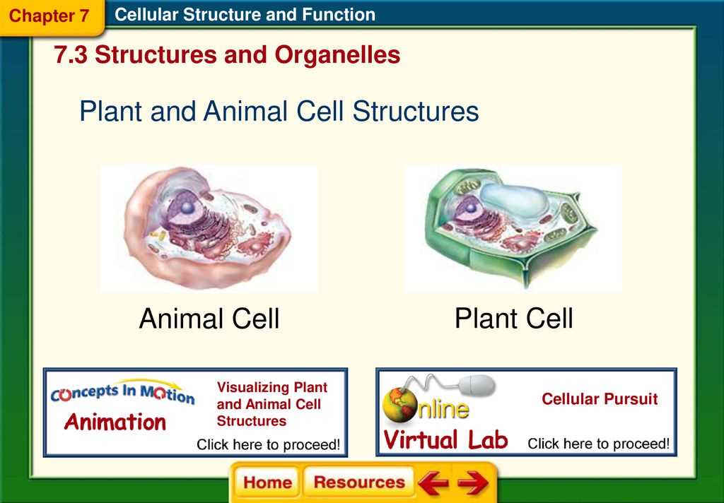 cell structure and function chapter 7 assessment answers