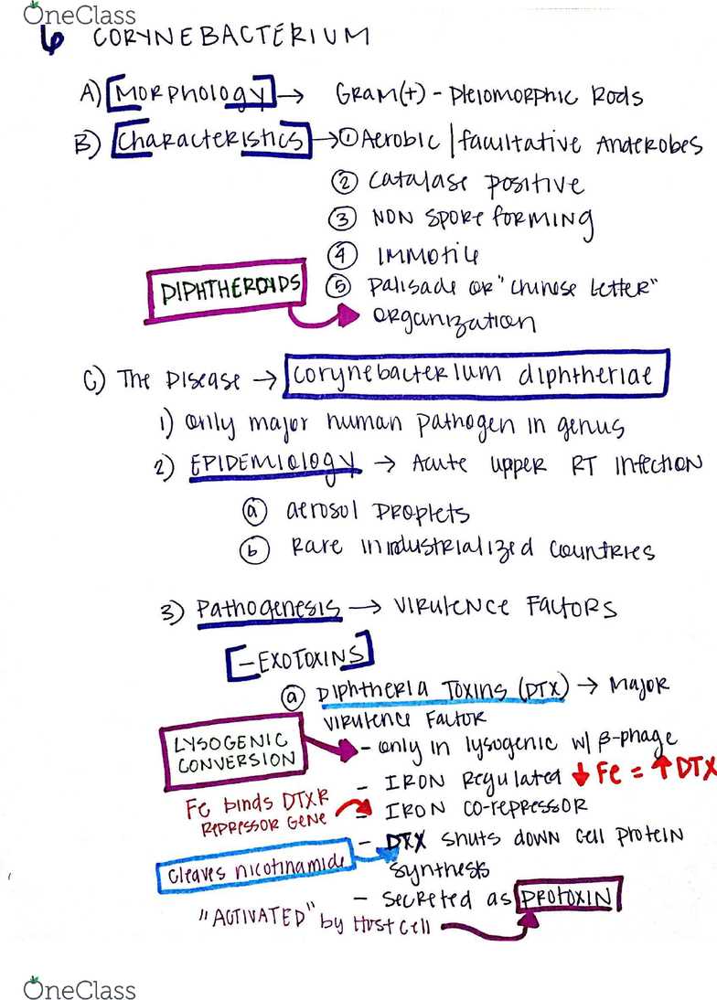 microbiology exam 3