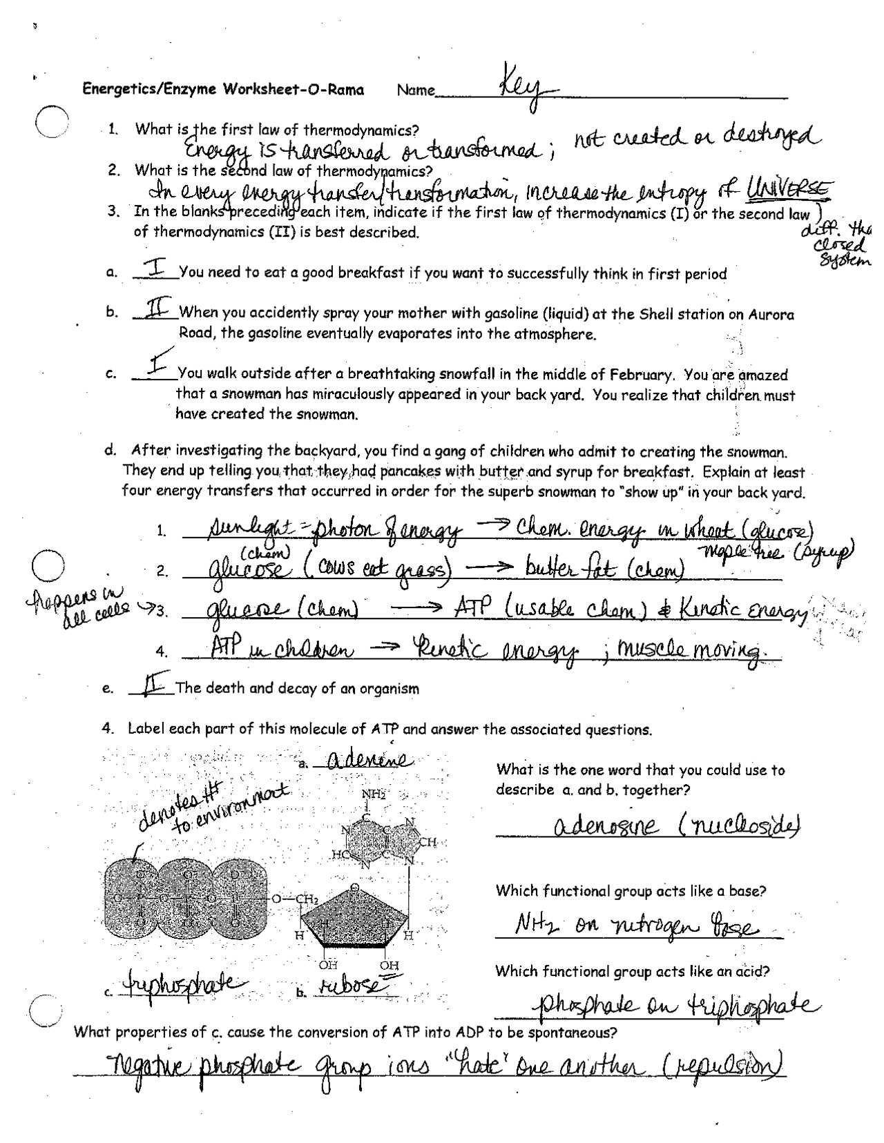 enzymes exam questions and answers