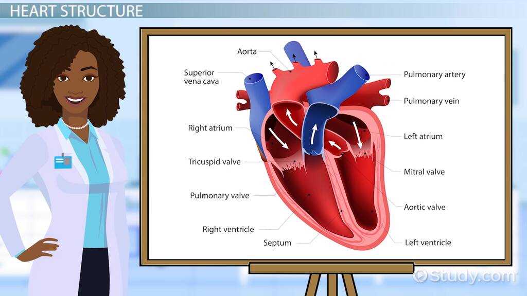 cardiovascular physiology exam questions and answers