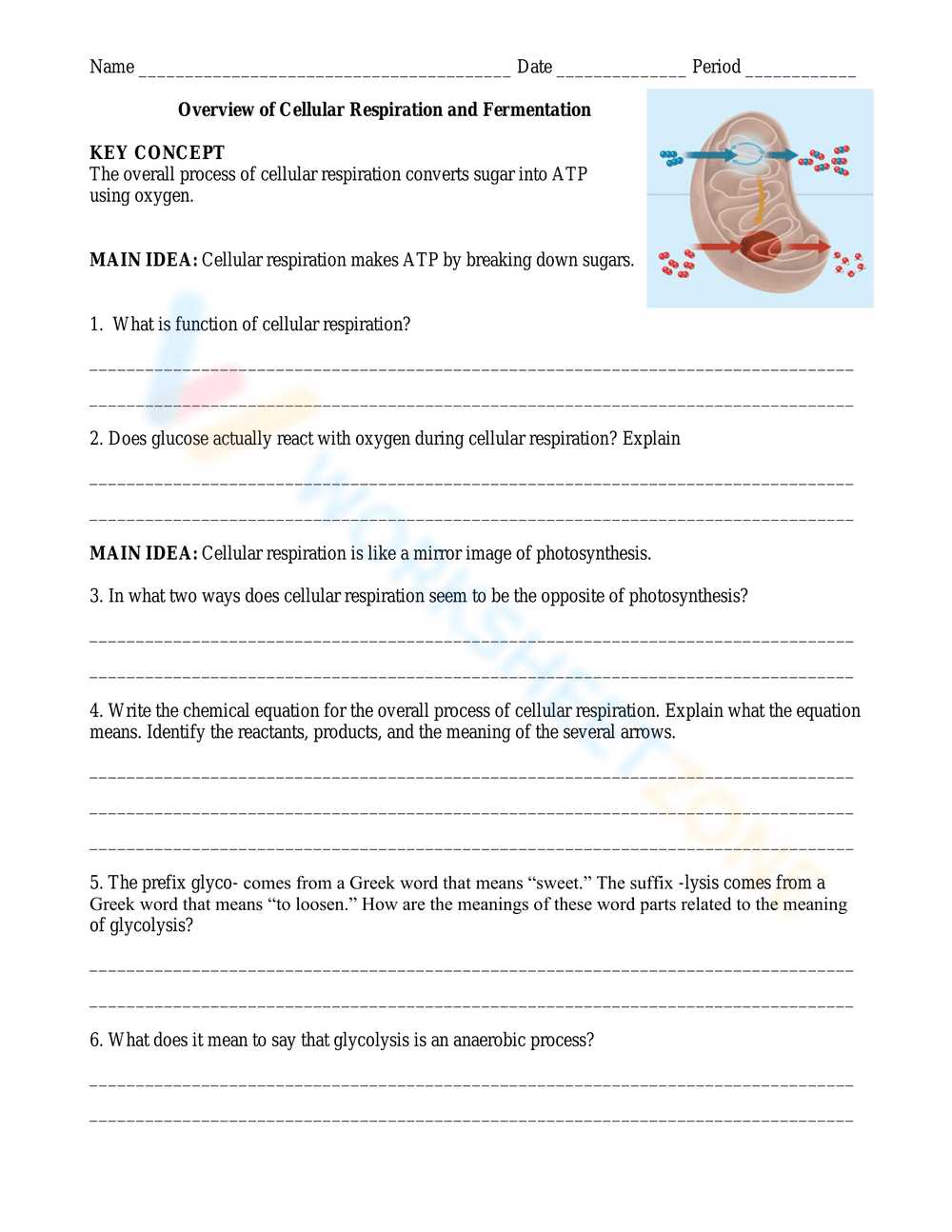 photosynthesis pogil answer key